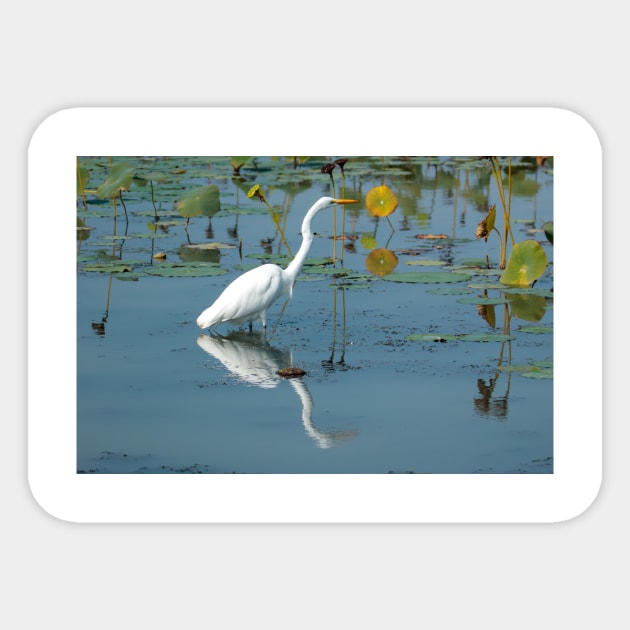 Egret hunting Sticker by FlyingLilly